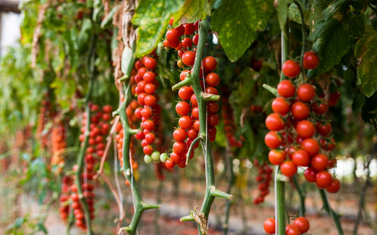 Pomodori Siciliani. Tante Varietà, diverse Esperienze di Gusto