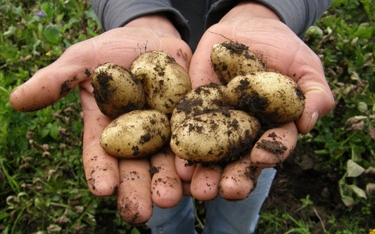 Le diverse varietà di patate e come utilizzarle nel tuo ristorante