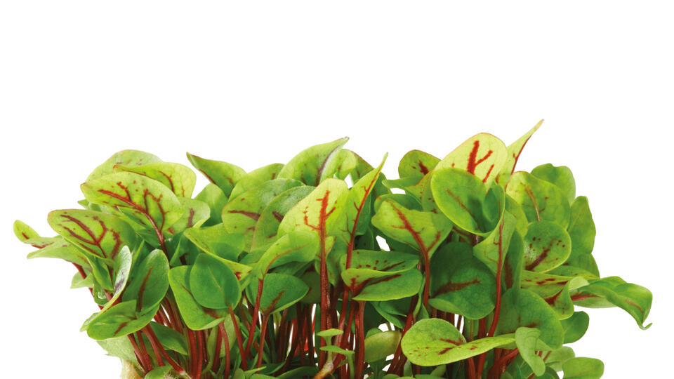 VENE CRESS
