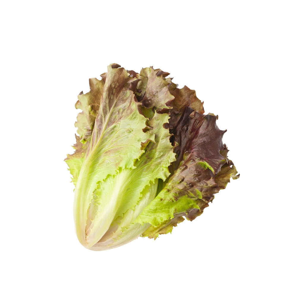 LATTUGA CANASTA