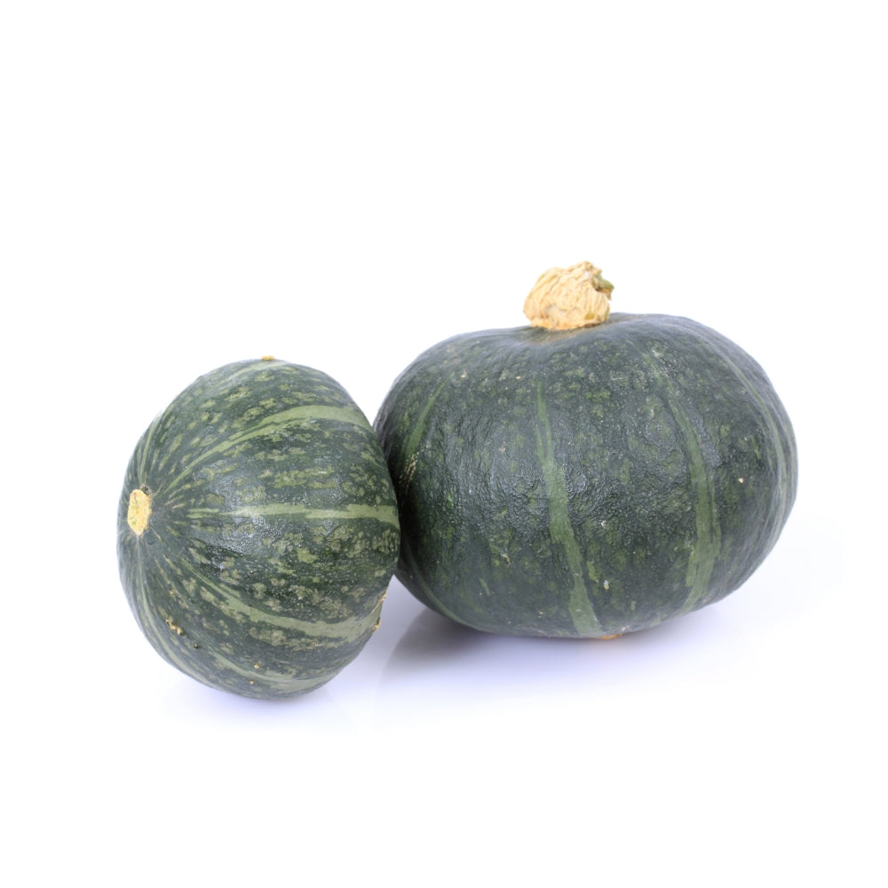 ZUCCA DELICA