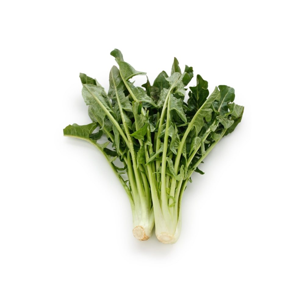 CICORIA